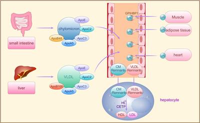 Triglyceride-rich lipoproteins and cardiovascular diseases